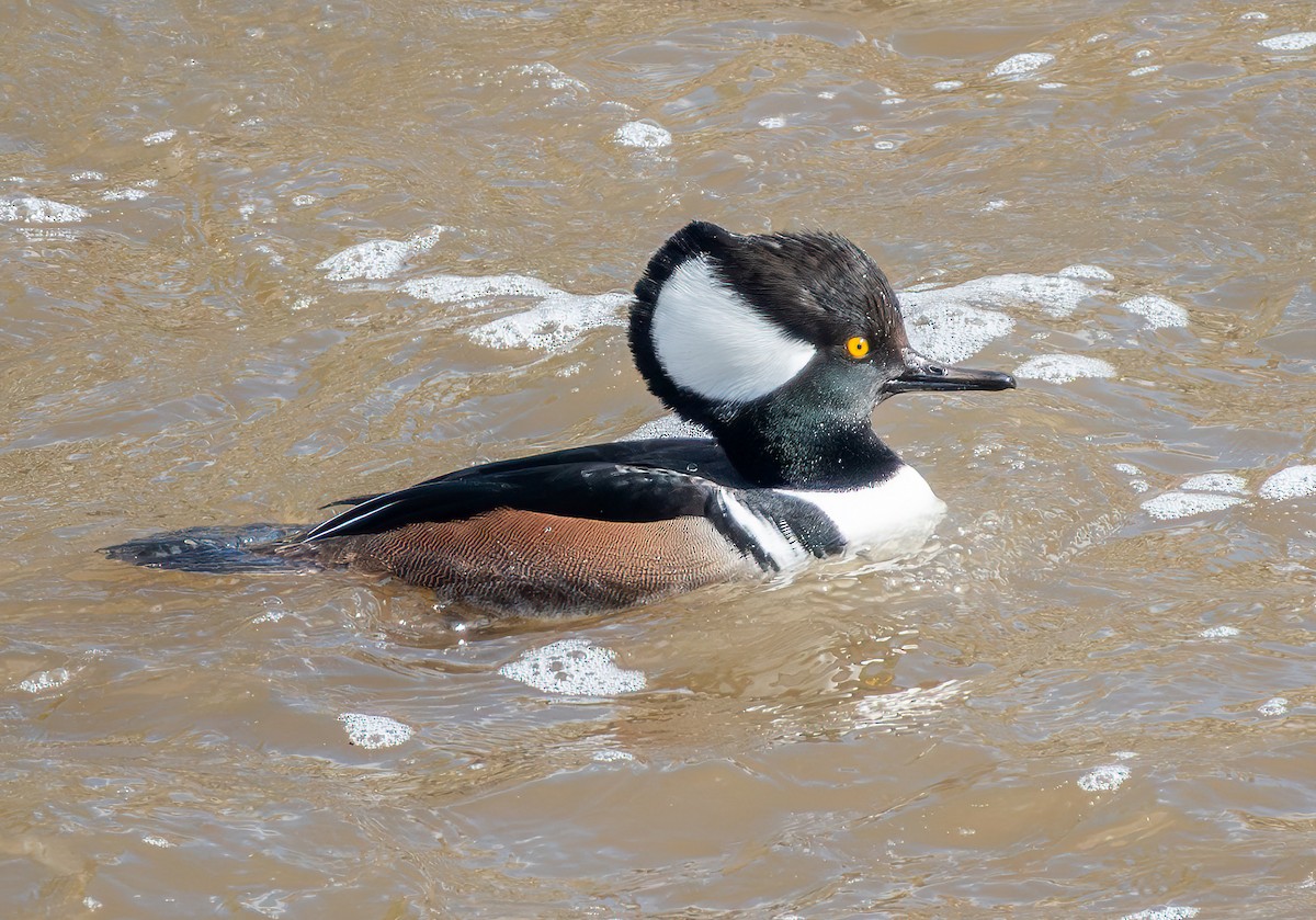 Hooded Merganser - ML645789772