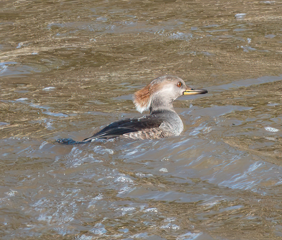 Hooded Merganser - ML645789779
