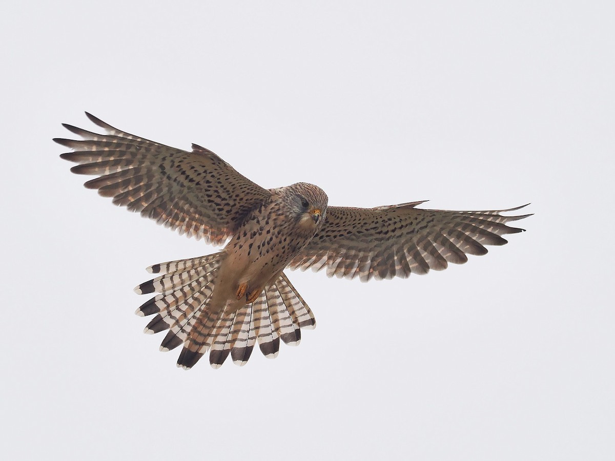 Eurasian Kestrel - ML645789780
