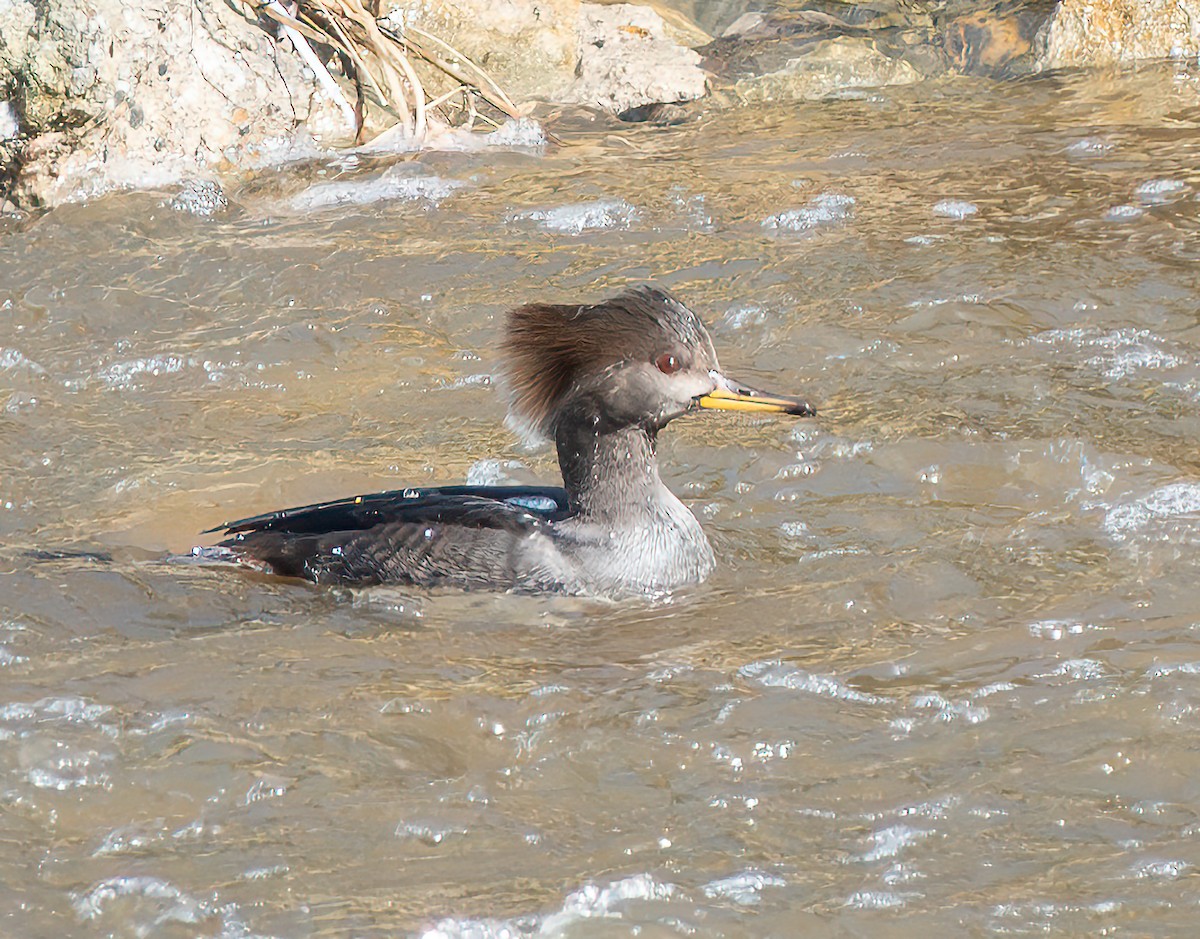 Hooded Merganser - ML645789781