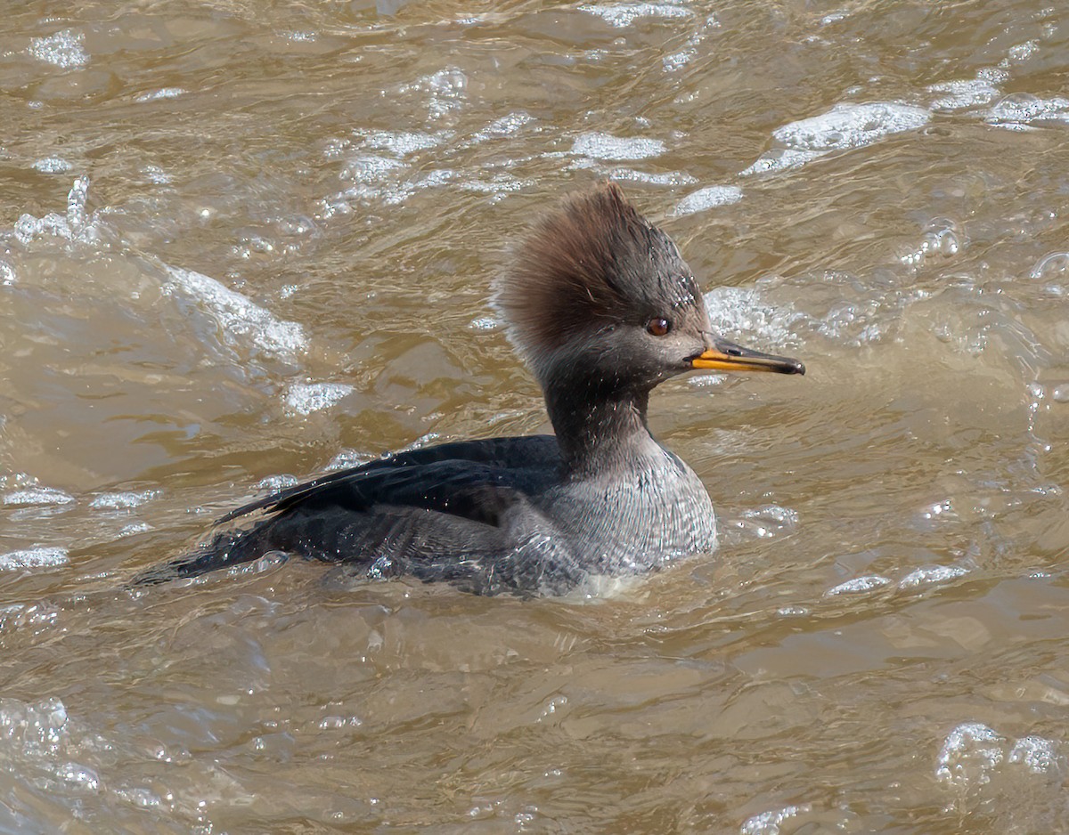 Hooded Merganser - ML645789783