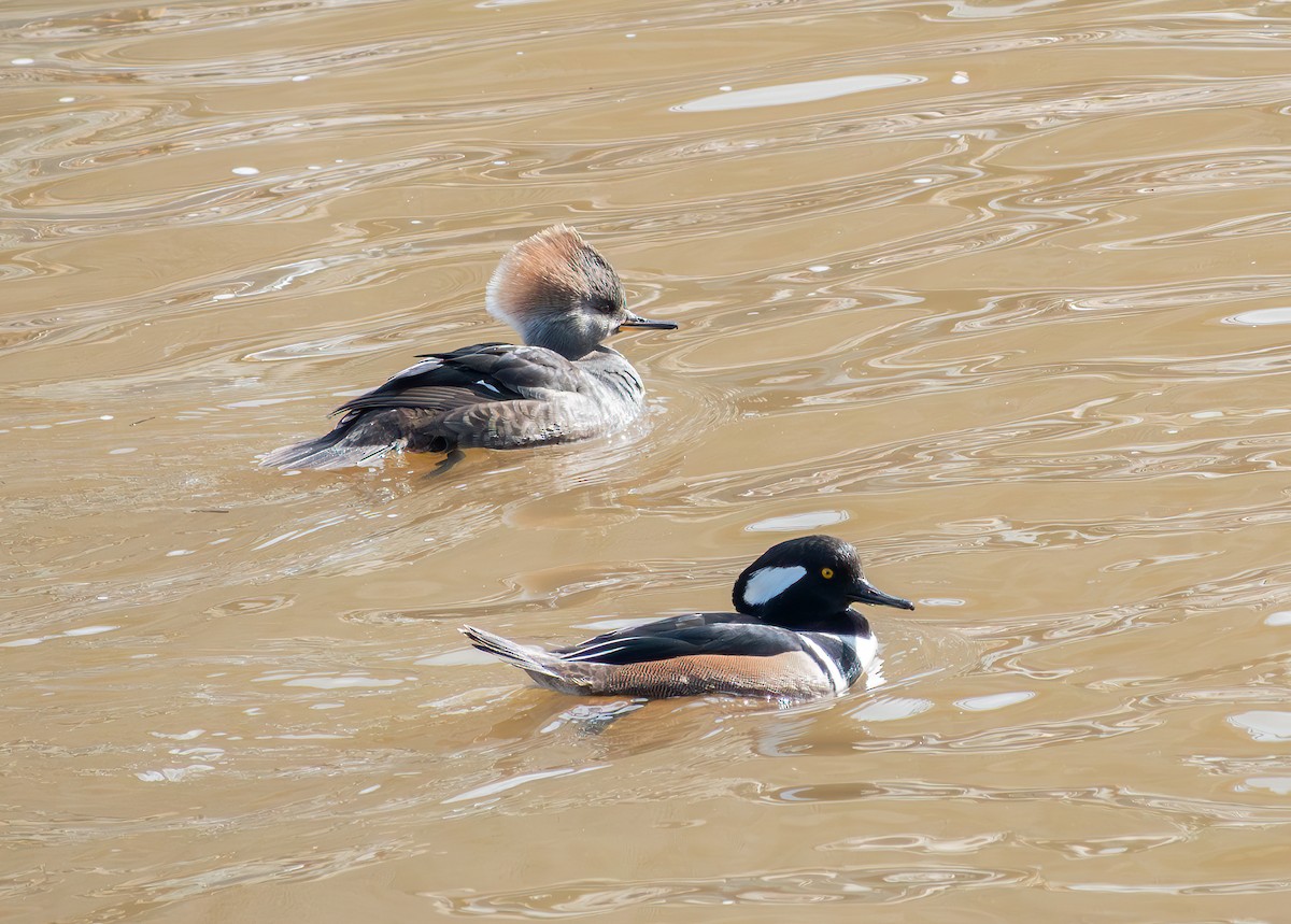 Hooded Merganser - ML645789792