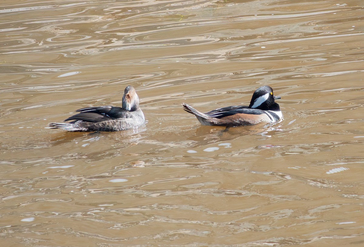Hooded Merganser - ML645789796