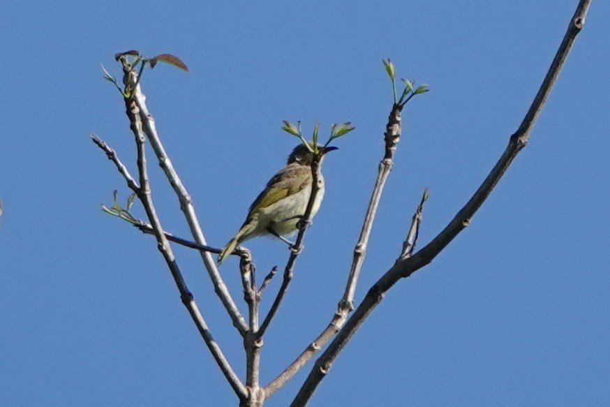 Brown Honeyeater - ML645789802