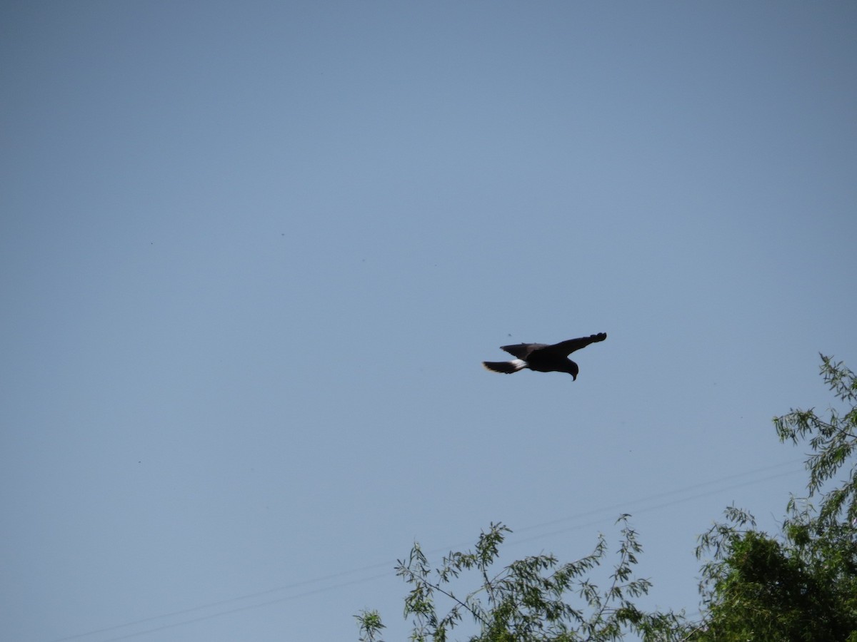 Snail Kite - ML645789803