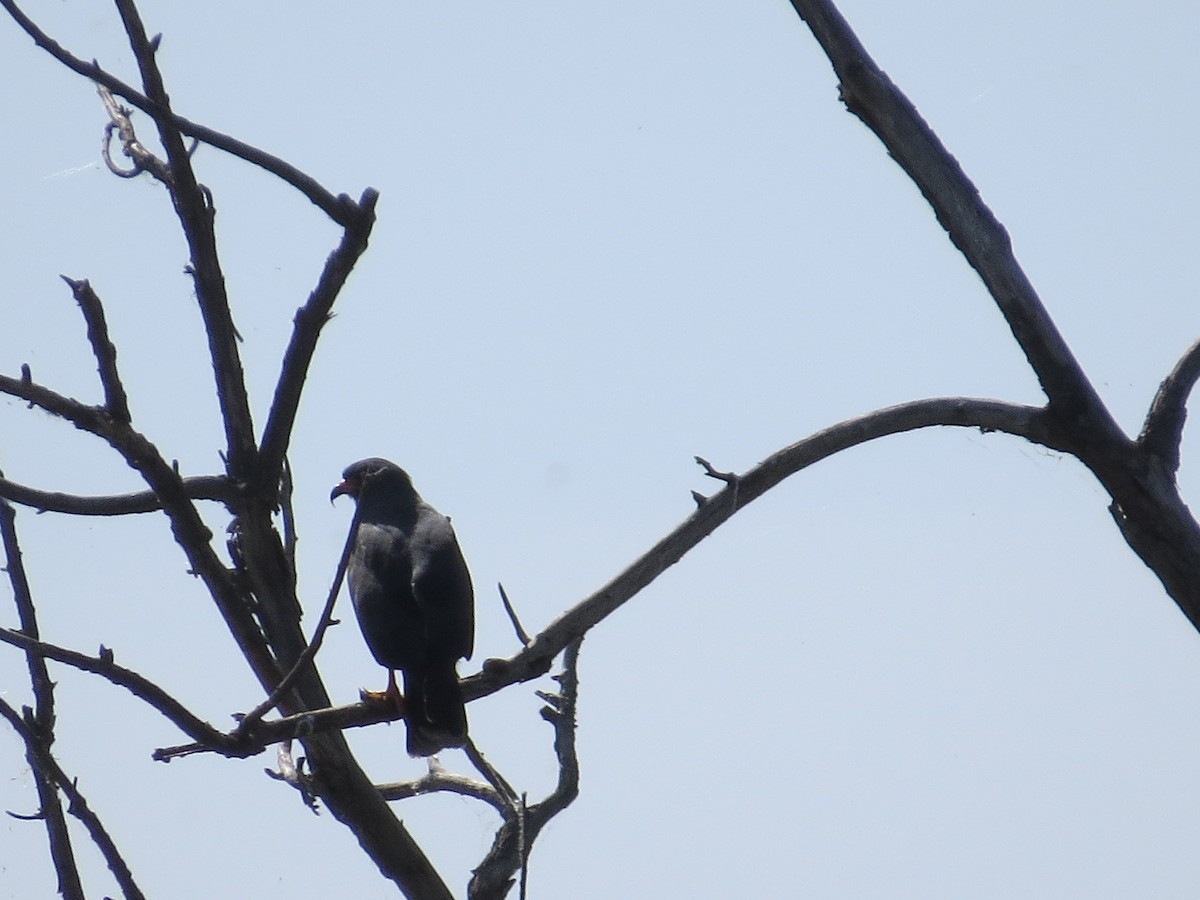 Snail Kite - ML645789804