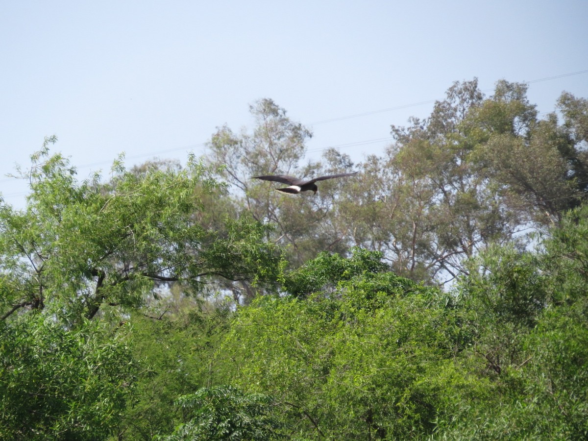Snail Kite - ML645789805