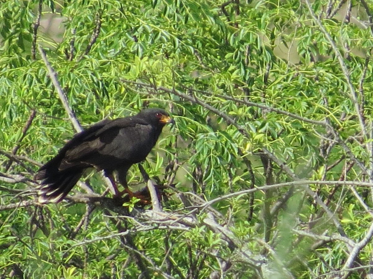 Snail Kite - ML645789807