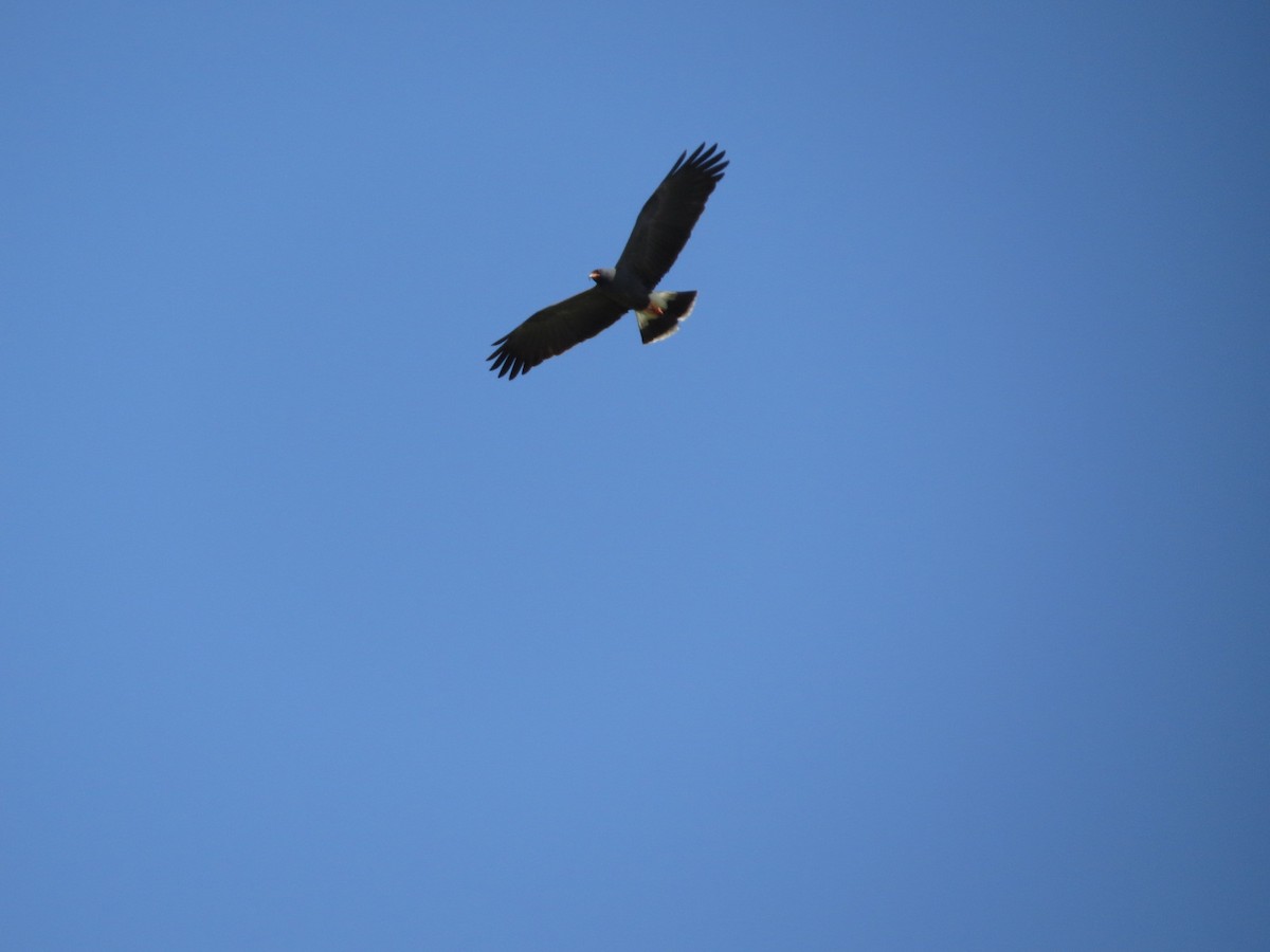 Snail Kite - ML645789808