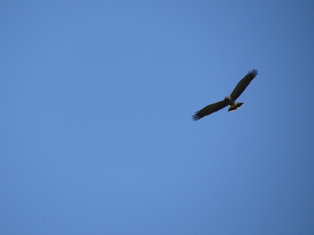 Snail Kite - ML645789809