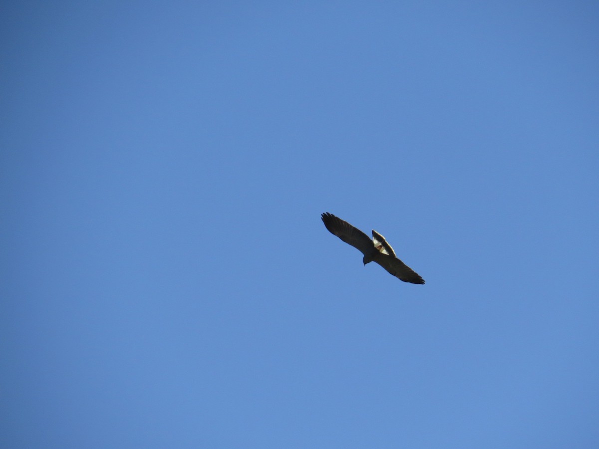 Snail Kite - ML645789811