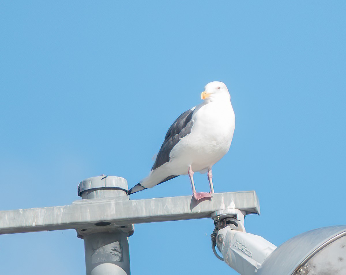 Western Gull - ML645789813