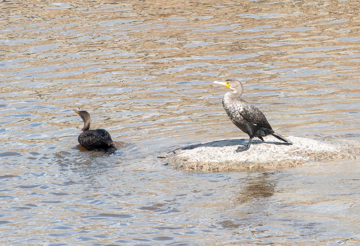 Double-crested Cormorant - ML645789816