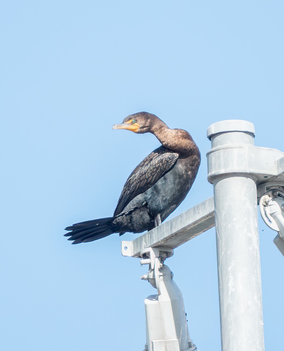 Double-crested Cormorant - ML645789821