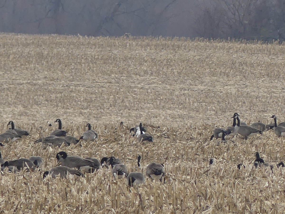 Ross's Goose - ML645789822