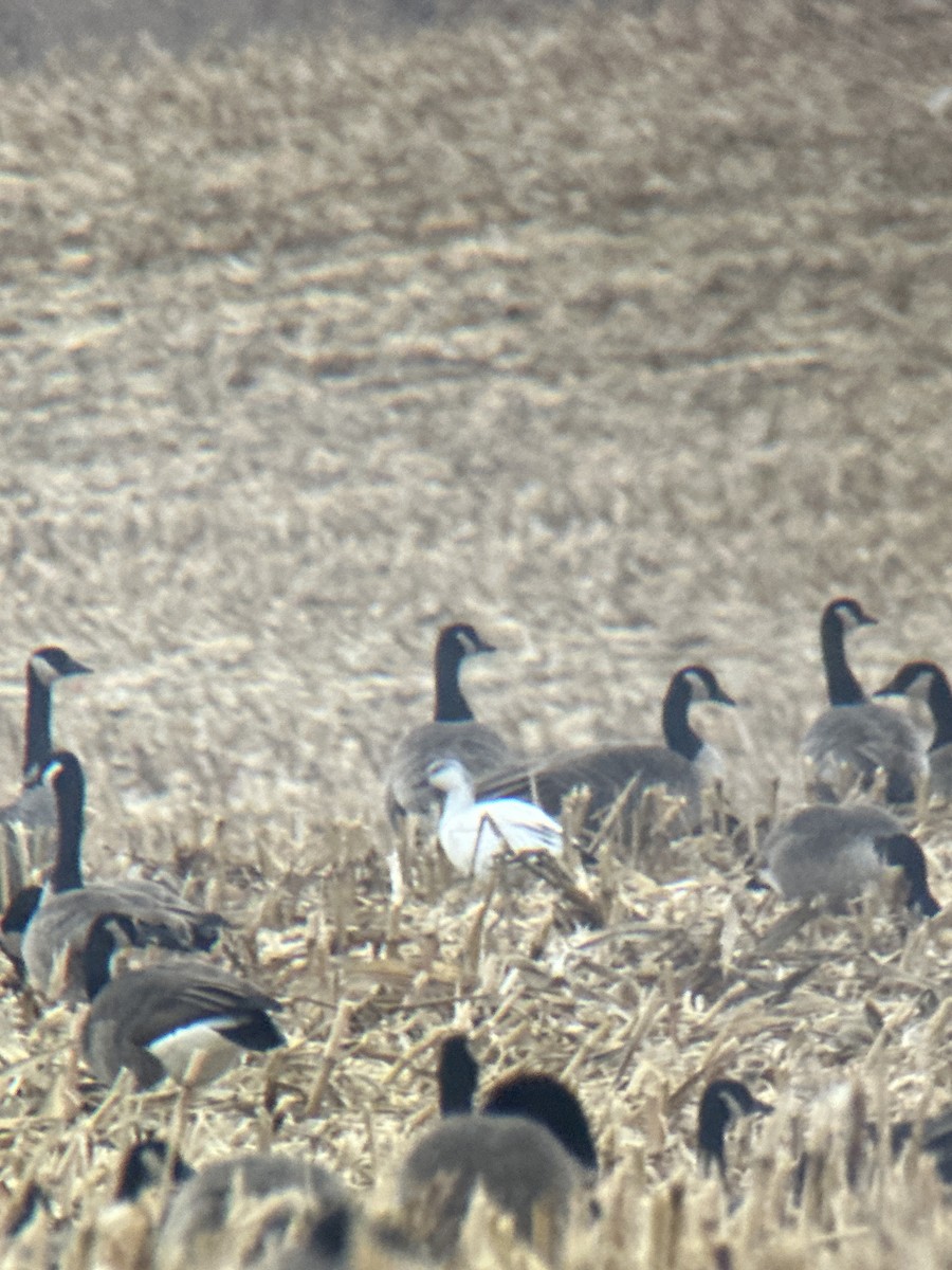 Ross's Goose - ML645789823