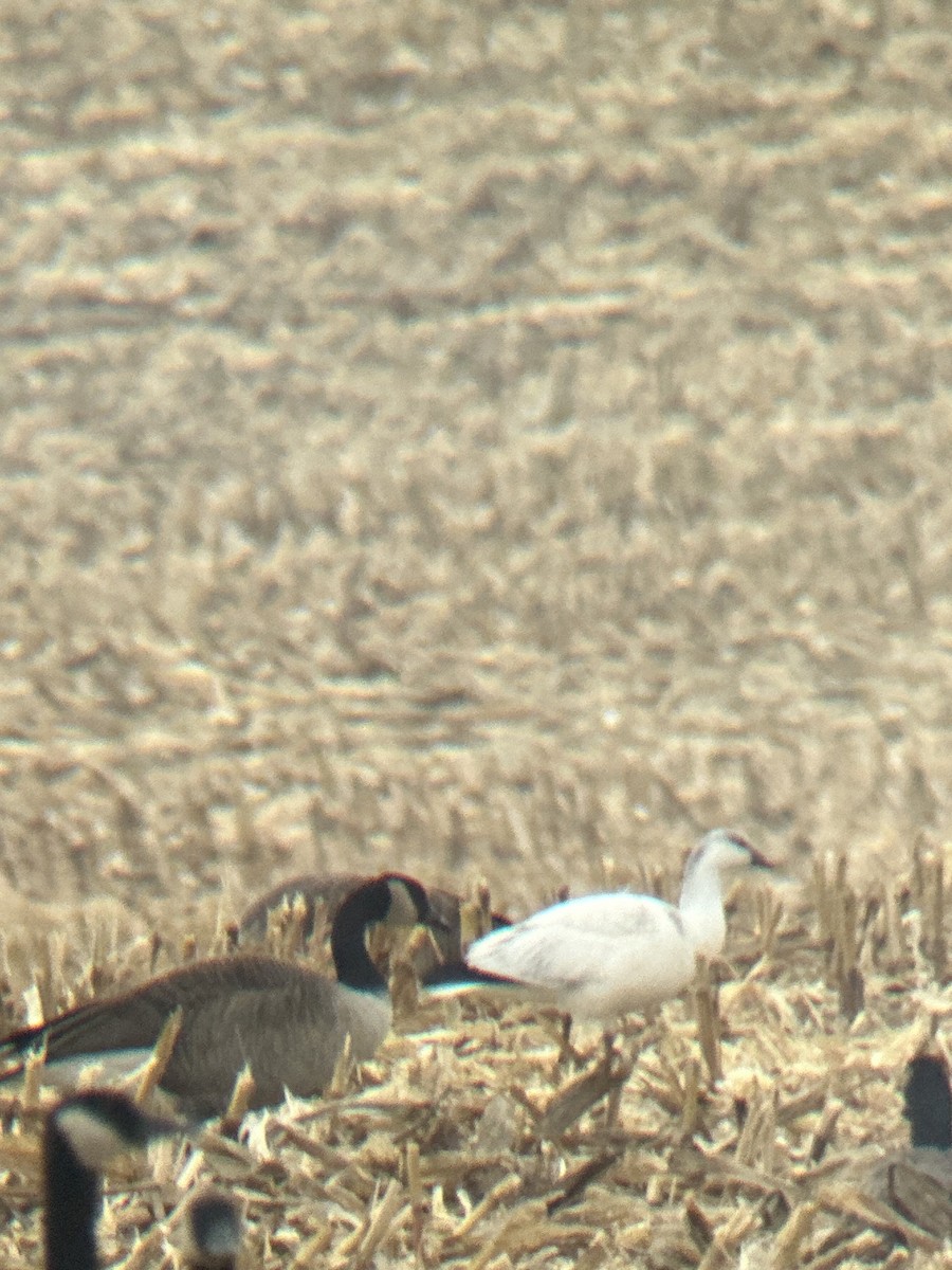 Ross's Goose - ML645789824