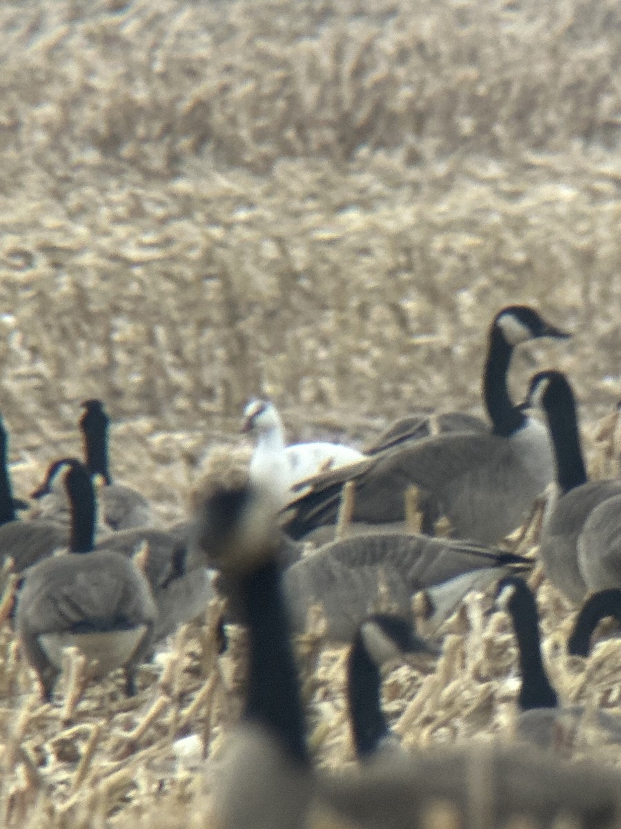 Ross's Goose - ML645789825