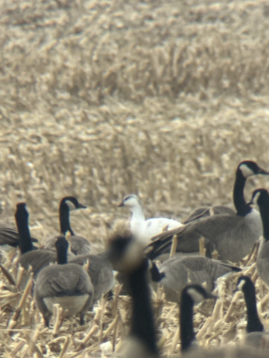 Ross's Goose - ML645789826