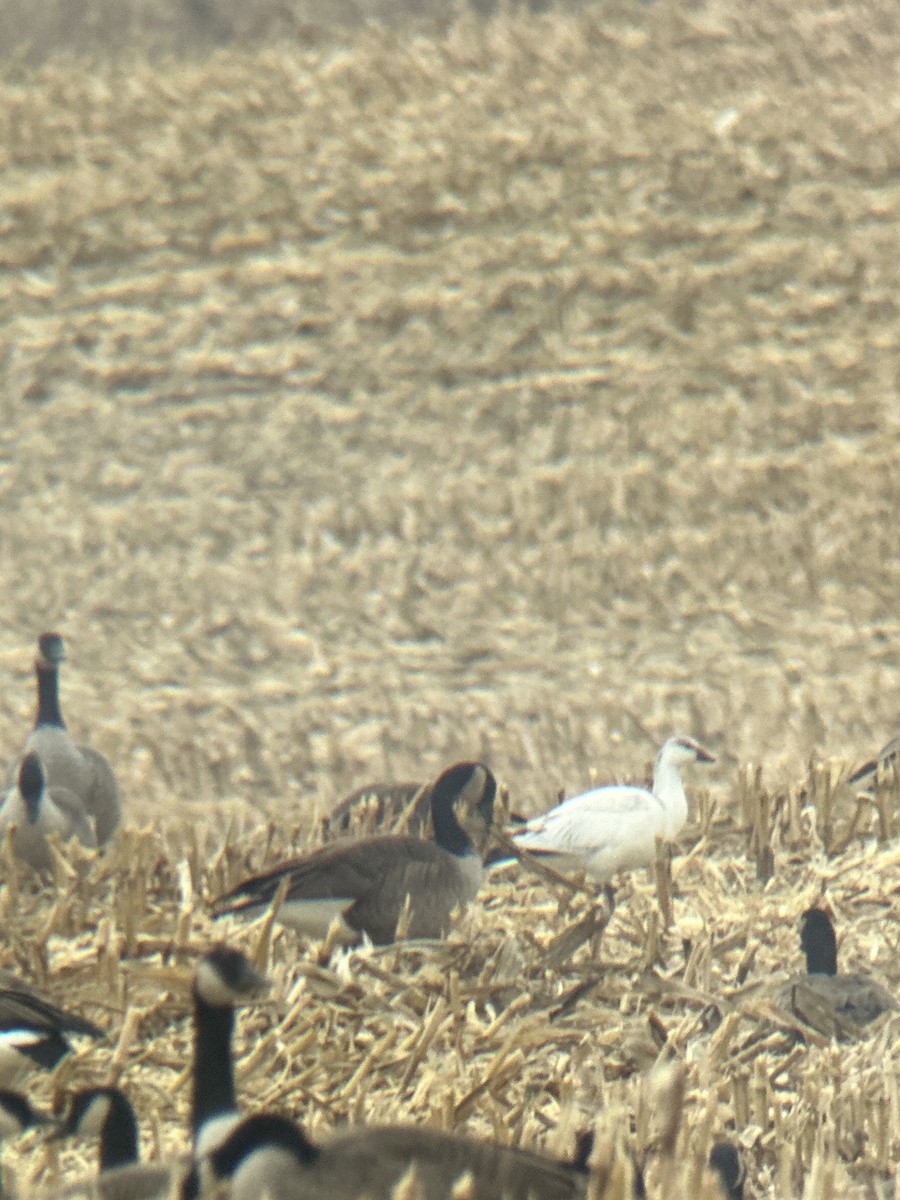 Ross's Goose - ML645789827