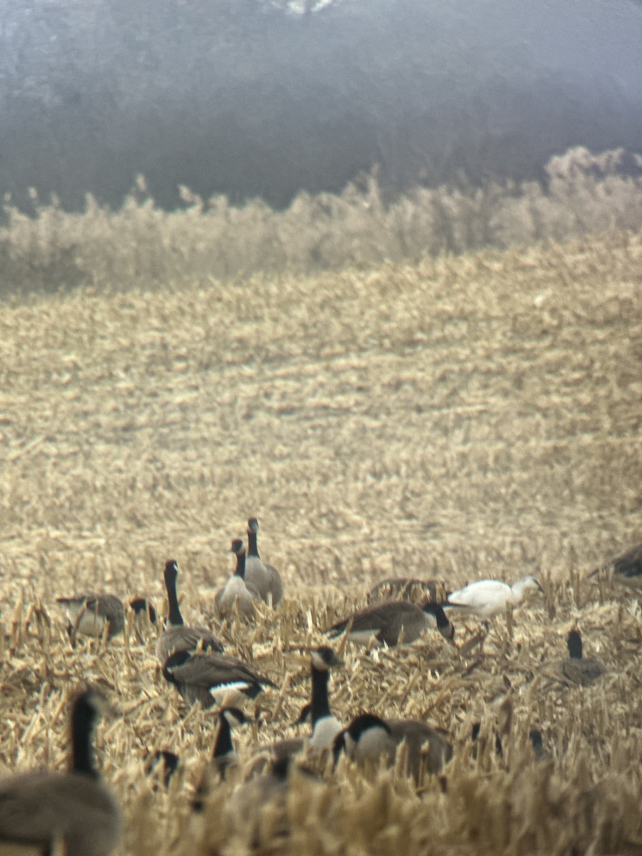 Ross's Goose - ML645789828