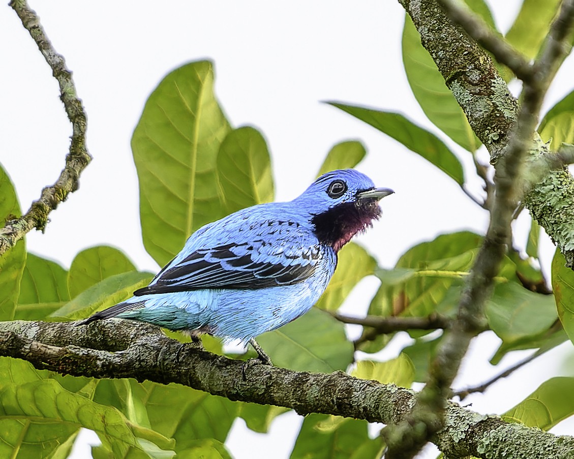 Turquoise Cotinga - ML645789829