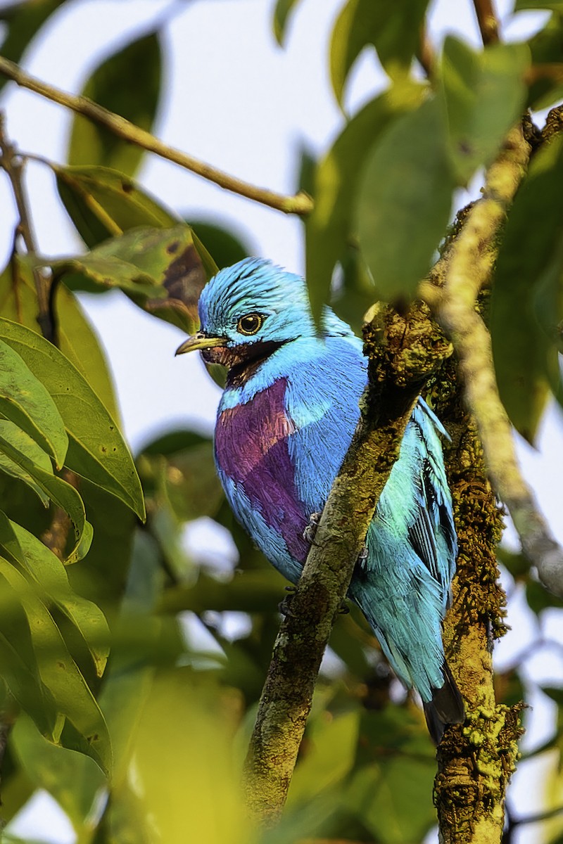Turquoise Cotinga - ML645789830