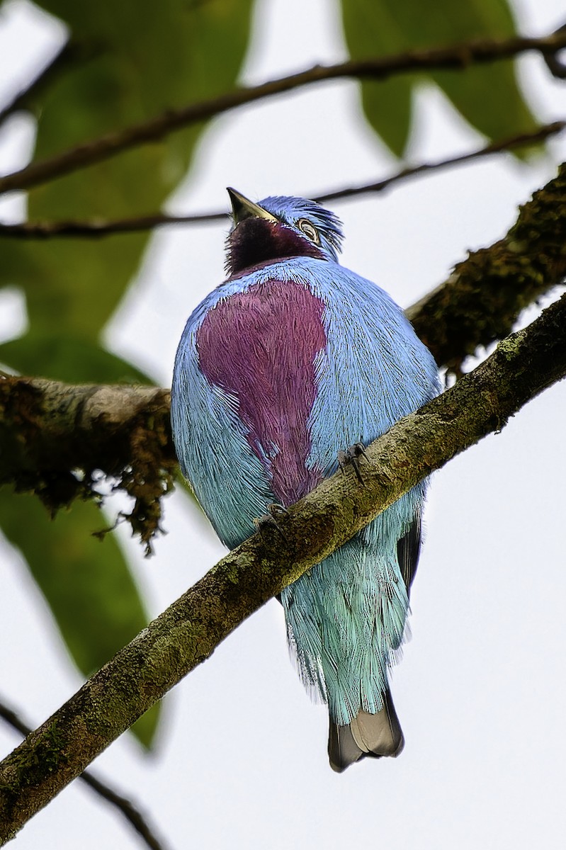 Turquoise Cotinga - ML645789831