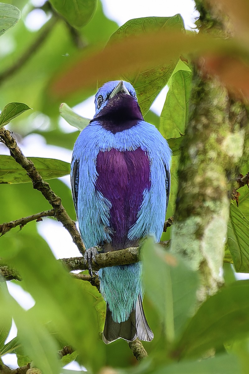 Turquoise Cotinga - ML645789832
