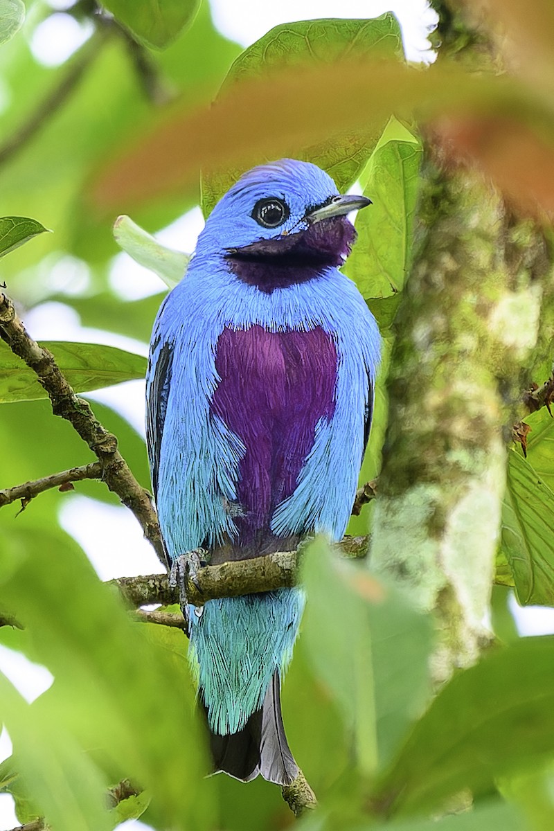 Turquoise Cotinga - ML645789833