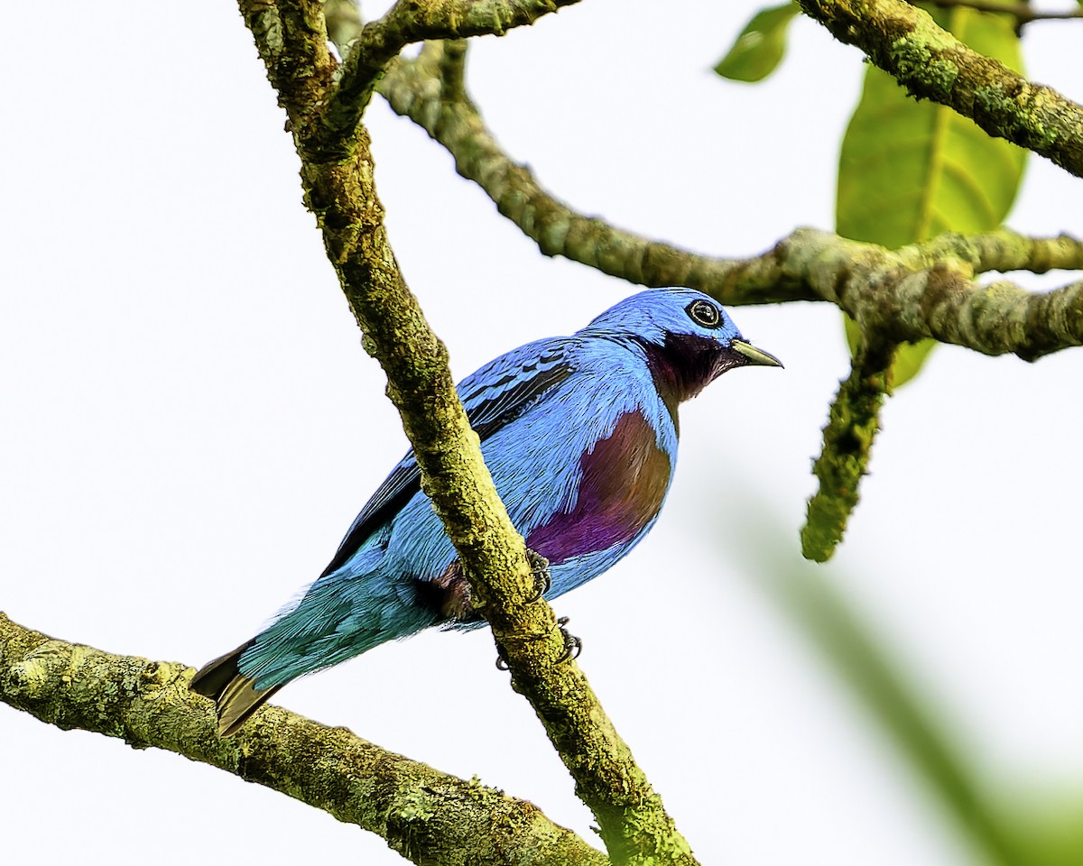 Turquoise Cotinga - ML645789834