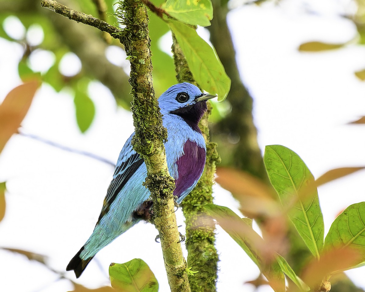 Turquoise Cotinga - ML645789835