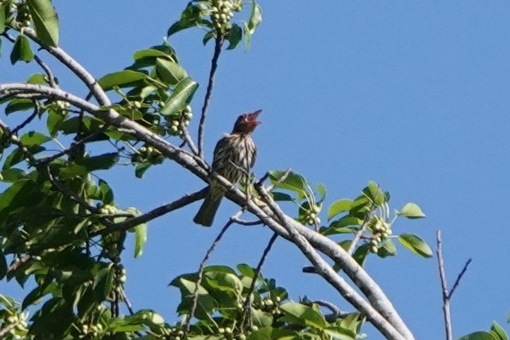 Green Figbird - ML645789838