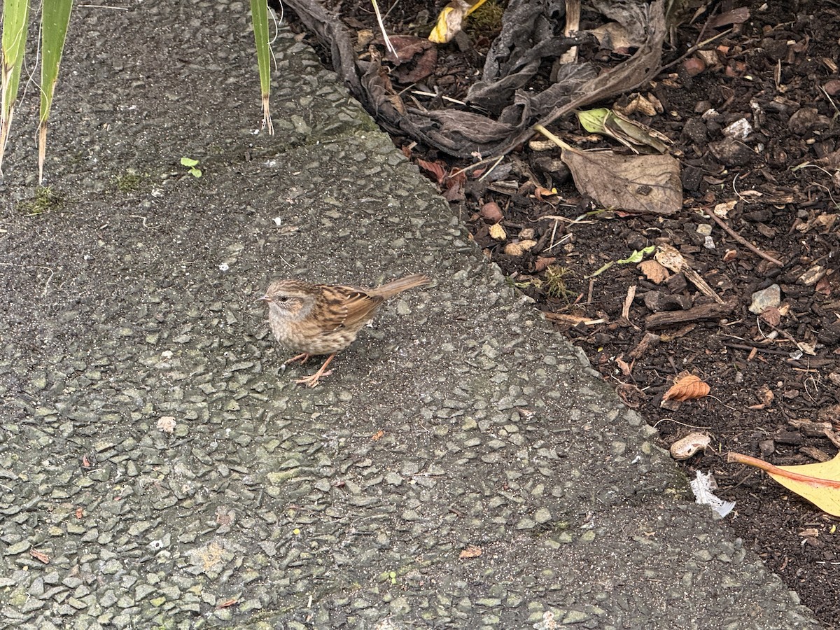 Accenteur mouchet - ML645789839