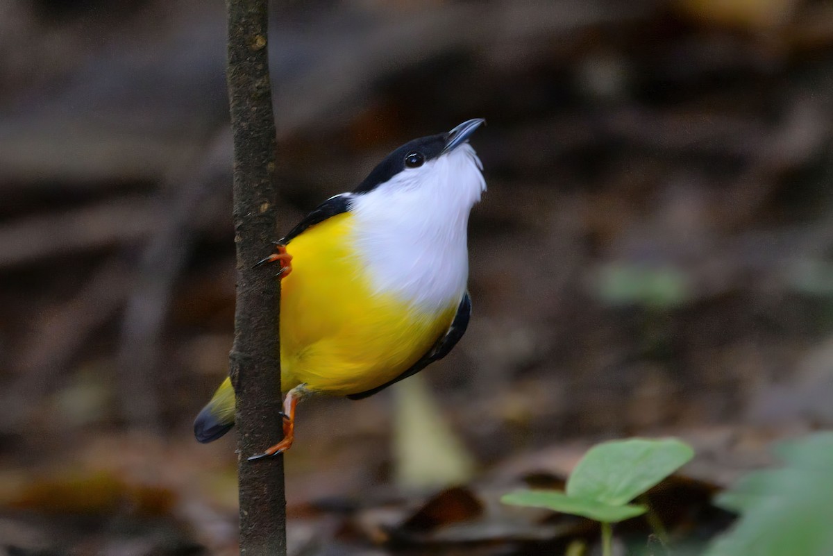 White-collared Manakin - ML645789850