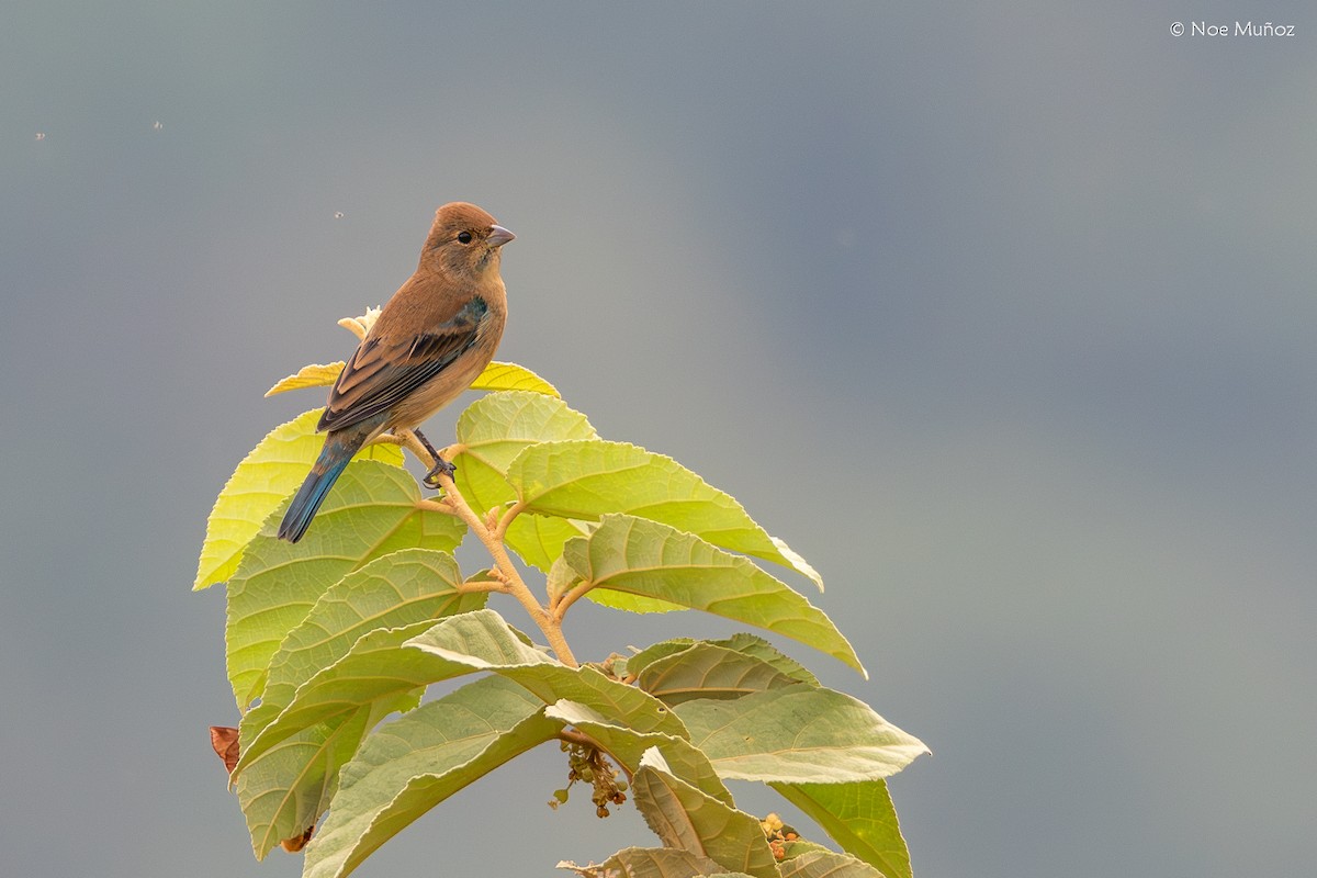 Indigo Bunting - ML645789851