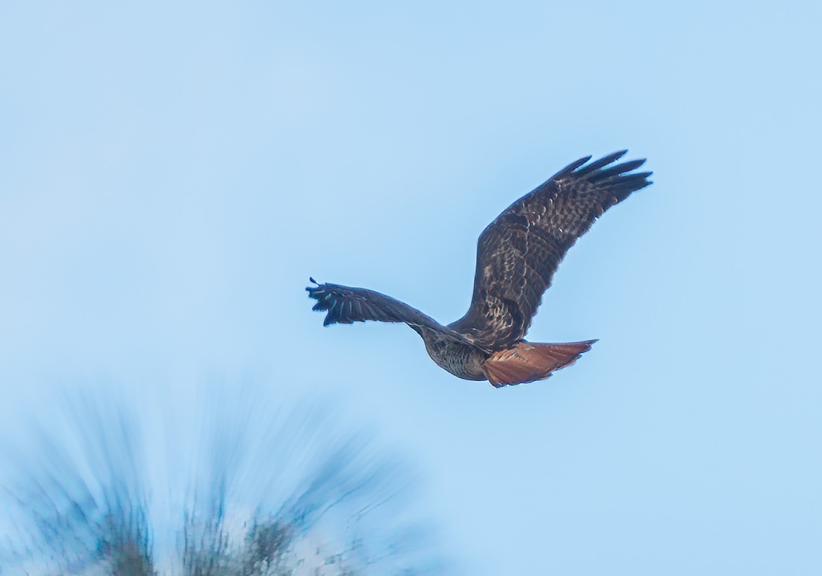 Red-tailed Hawk - ML645789874
