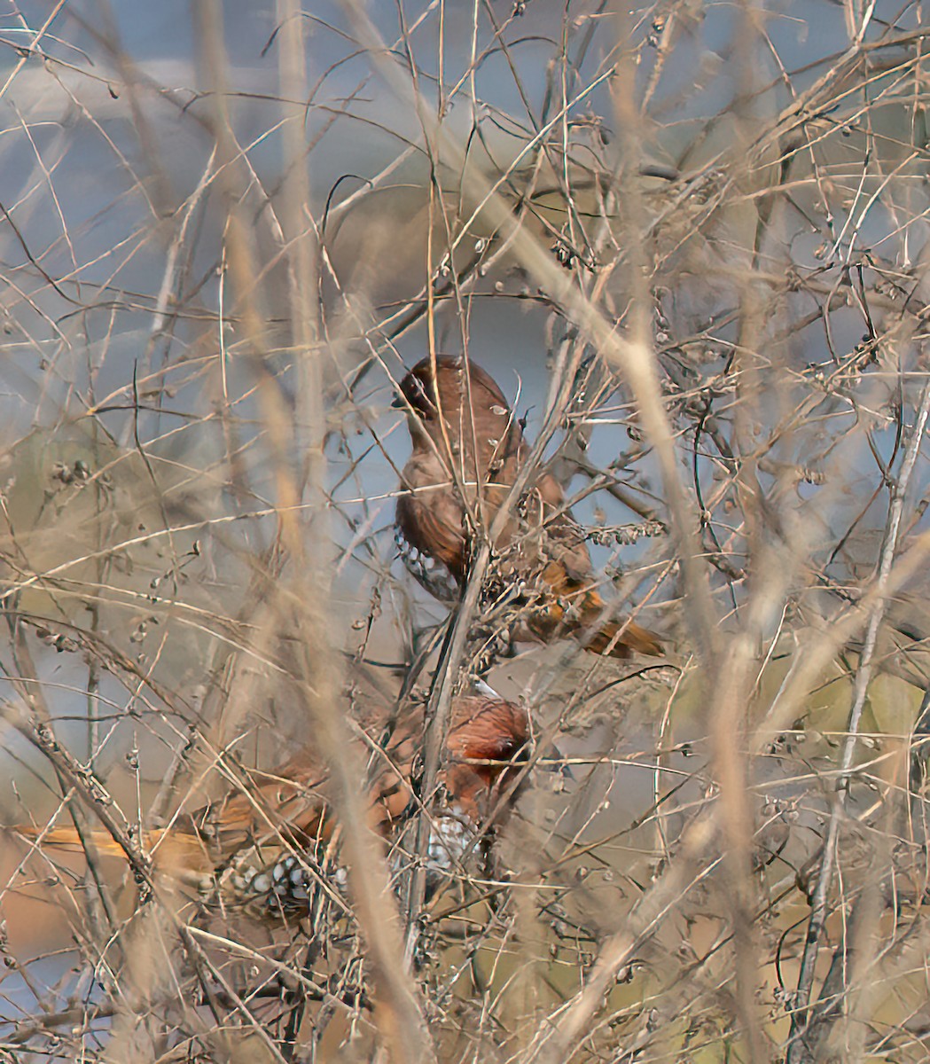 Scaly-breasted Munia - ML645789891