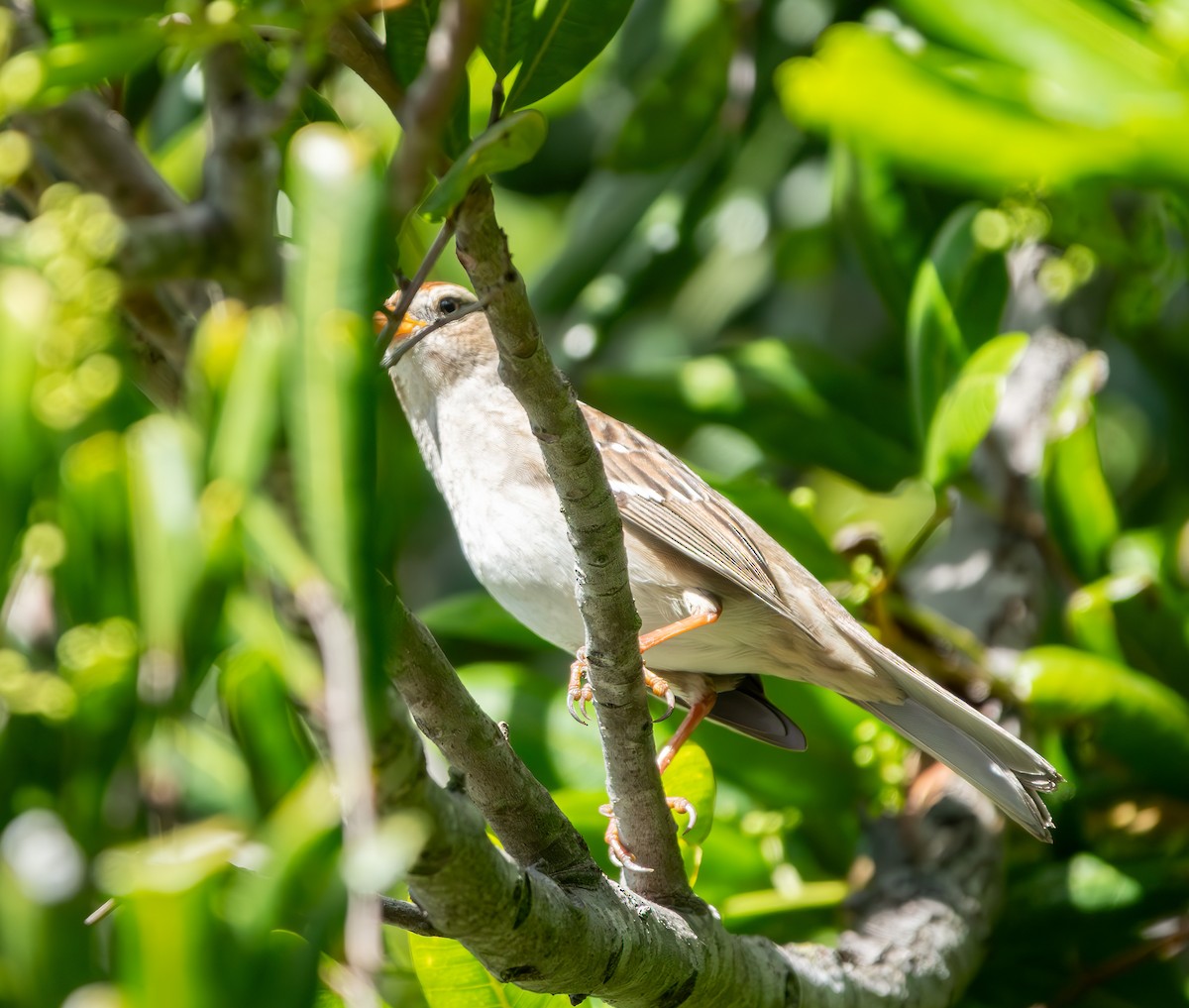 White-crowned Sparrow - ML645789898