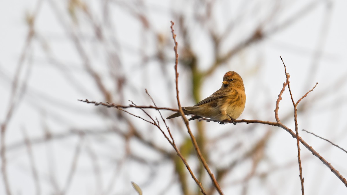 Pardillo Sizerín (alpino) - ML645789905