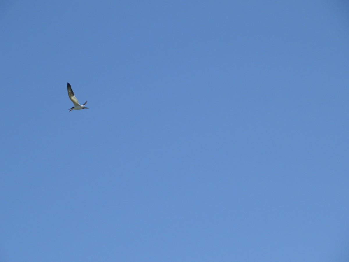 Large-billed Tern - ML645789909