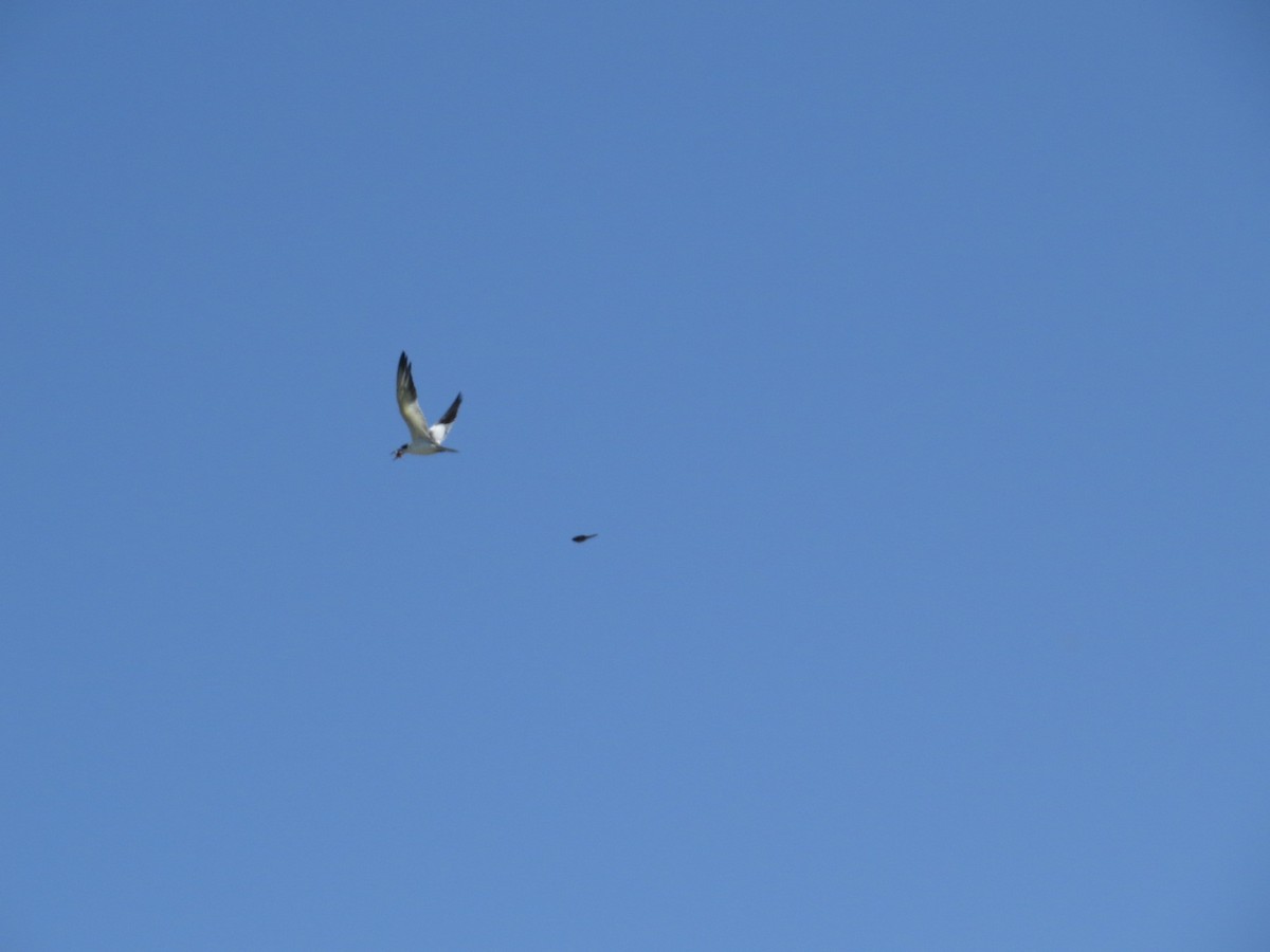 Large-billed Tern - ML645789910