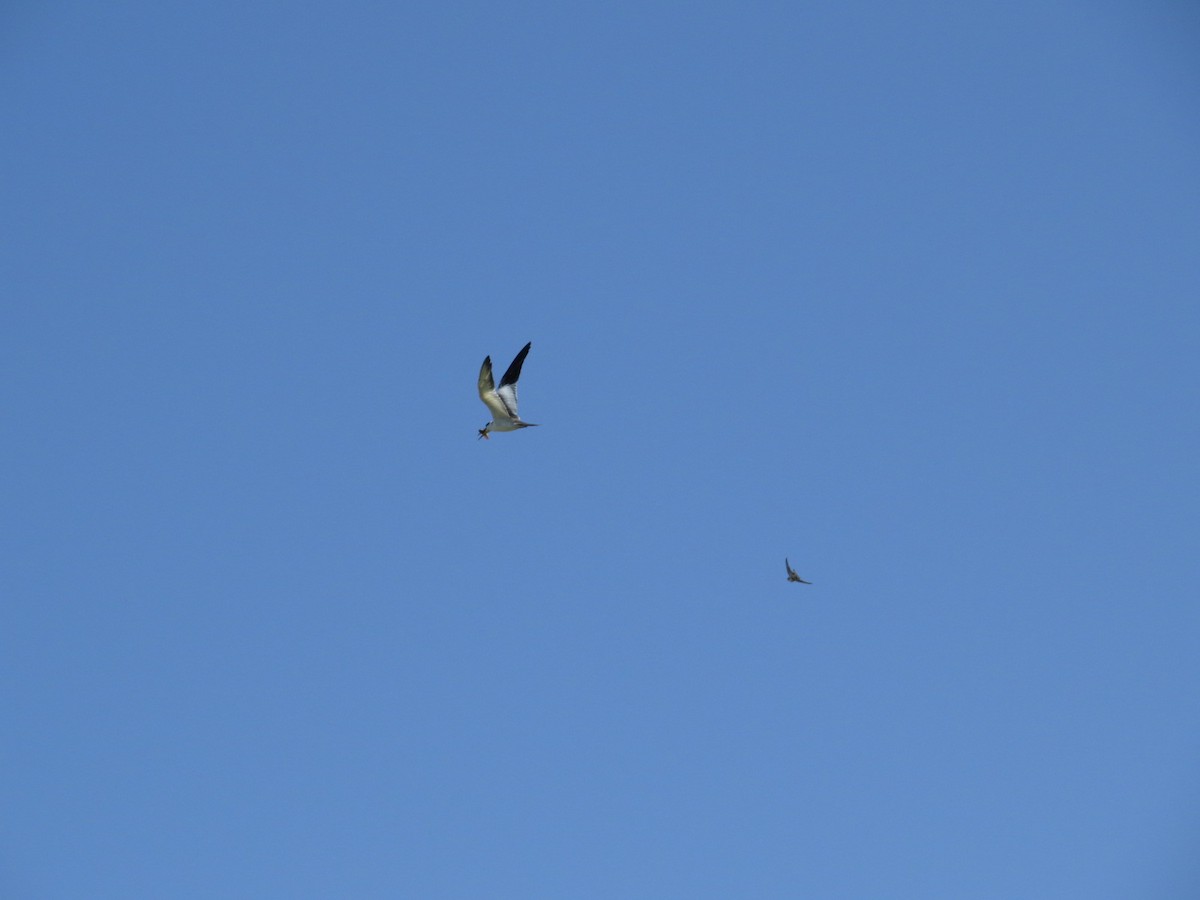 Large-billed Tern - ML645789911