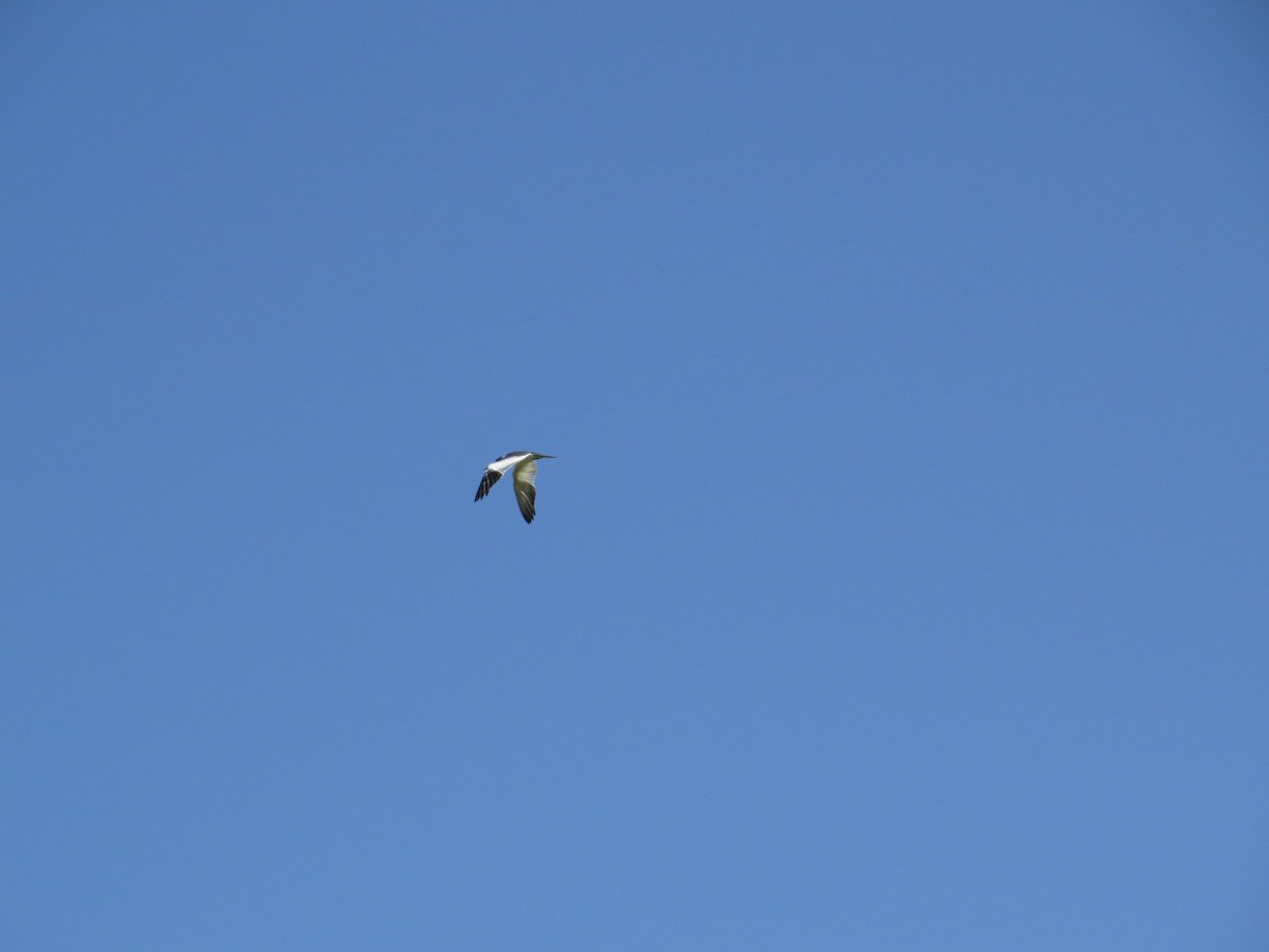 Large-billed Tern - ML645789912
