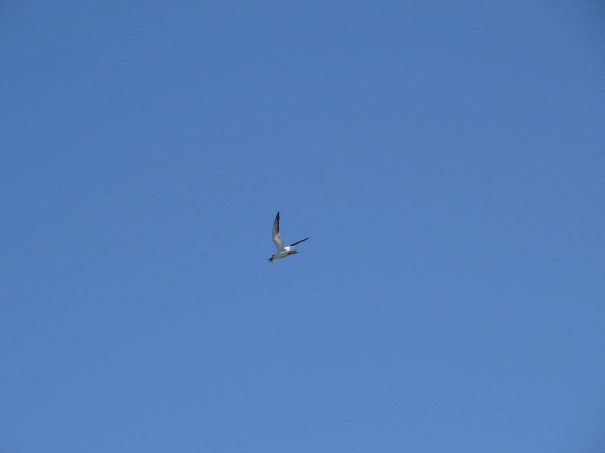 Large-billed Tern - ML645789913