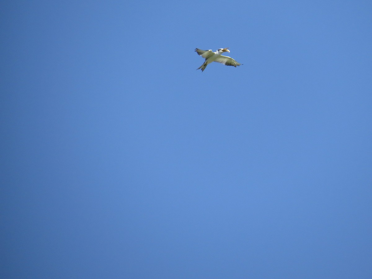 Large-billed Tern - ML645789914