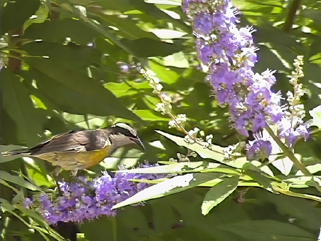 Sucrier à ventre jaune - ML645789919
