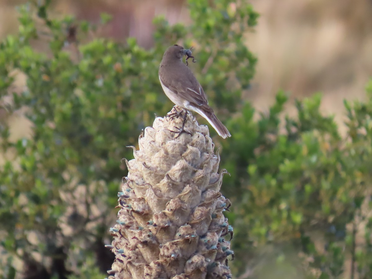 Black-billed Shrike-Tyrant - ML645789928