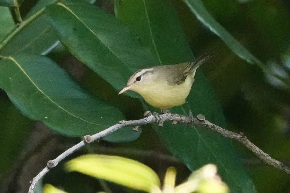 Rote Leaf Warbler - ML645789939
