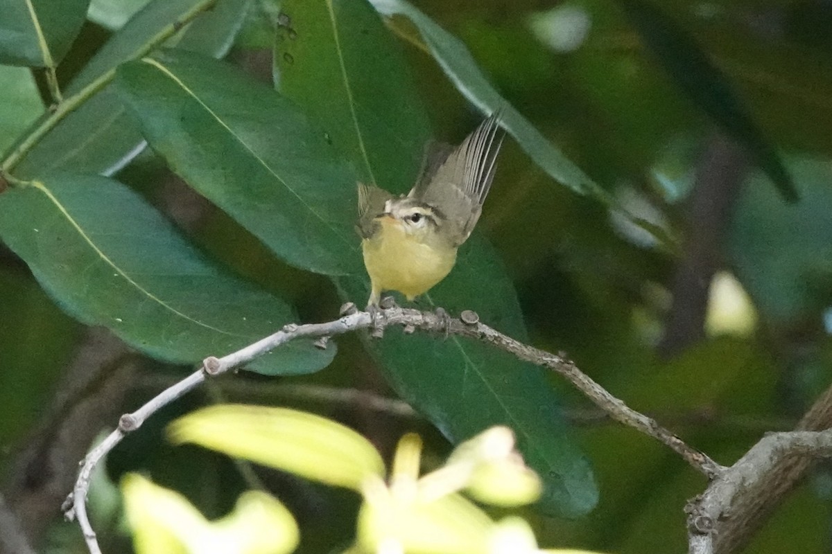 Rote Leaf Warbler - ML645789940